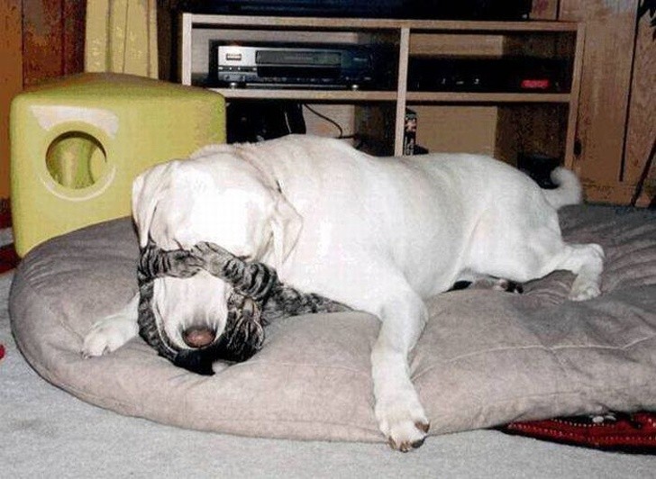 Friendships Between Cats And Dogs That Could Make Anyone smile