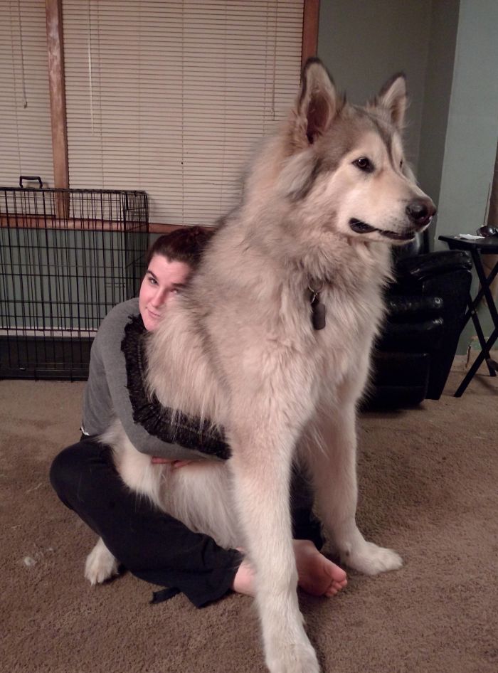 Big Dogs Who Think They're Lap Dogs