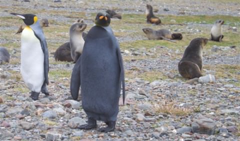 Animals With Unexpected Colors