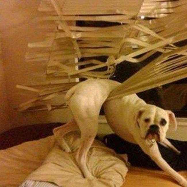 Animals that have really gotten themselves in funny situations