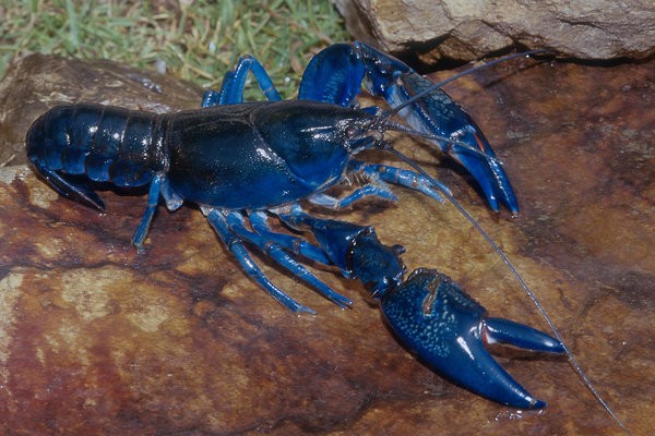 Animals With Unexpected Colors