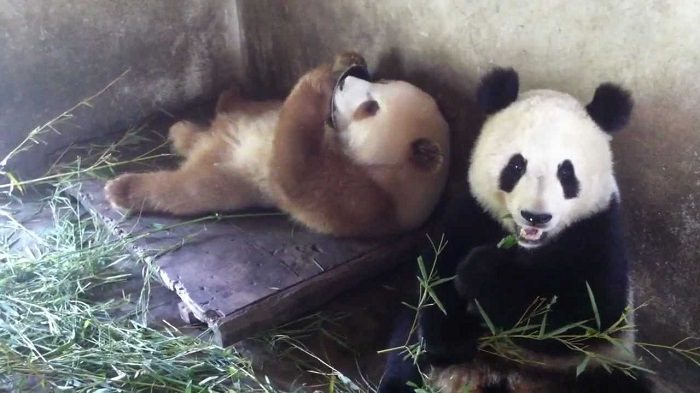 Animals With Unexpected Colors