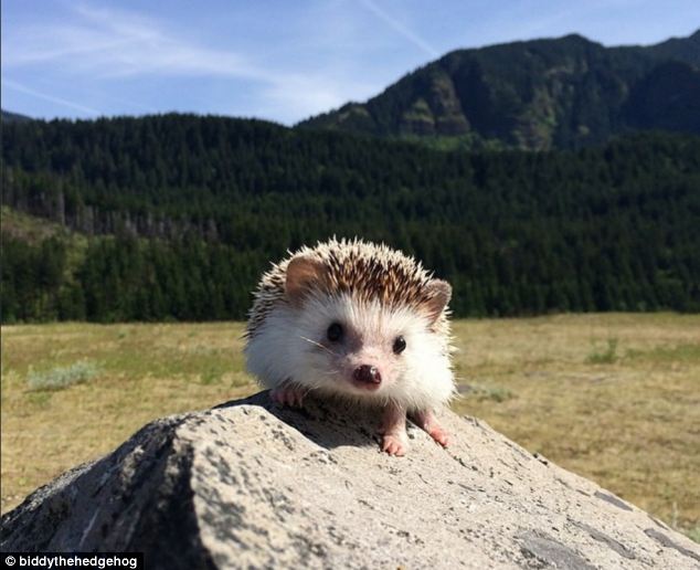 Biddy, the Travelling Hedgehog