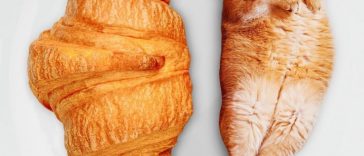 Russian Artist Photoshops Cats Into Food, and the Results Are Pu