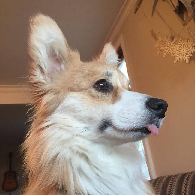Cute Derpy Dogs That'll Make You Smile