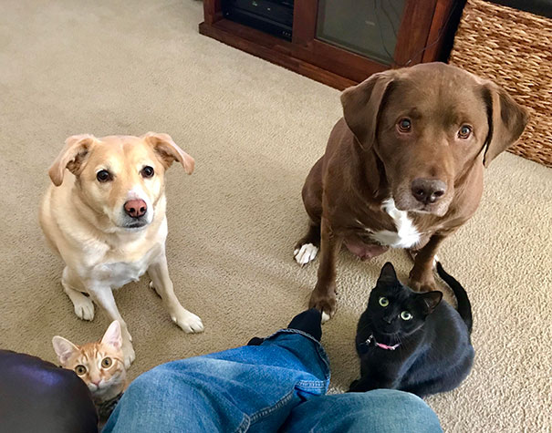 Funny Photos of Dogs Begging For Food That You Just Can’t Say No