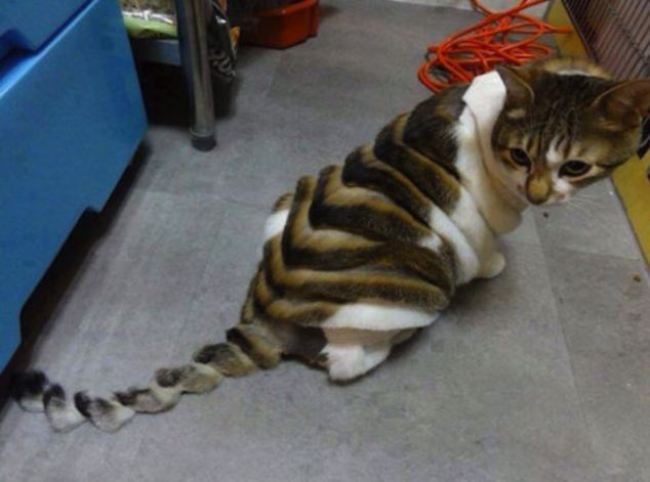 Cats Who Are Not Happy with Their New Hair Styles