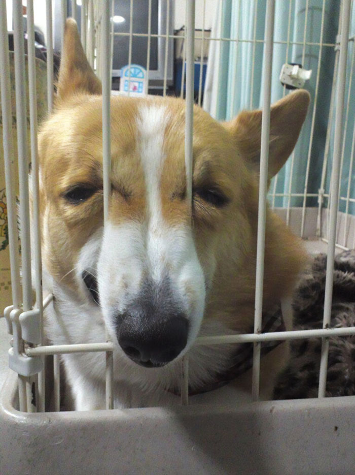 Hilariously Adorable Reasons Why the Queen Chose Corgis