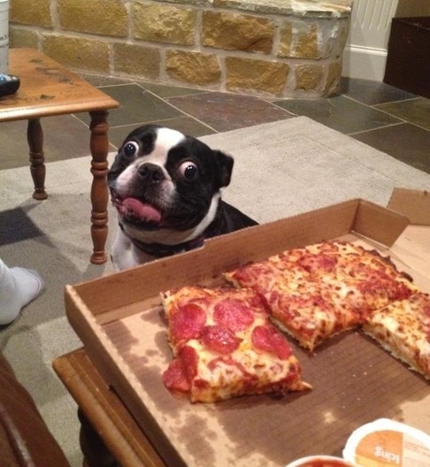 Cute Animals That Are Obsessed With Your Food