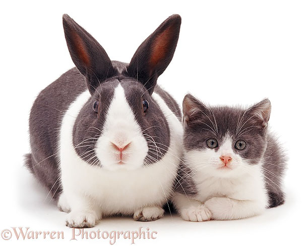 Animal Brothers from Other Mothers