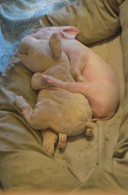 Cute Animals Side By Side With Toy Versions Of Themselves