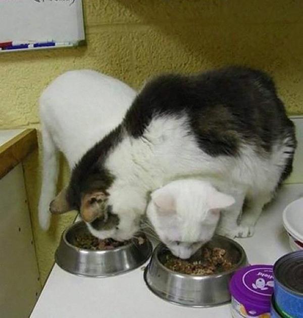 Hilarious Examples of Cat Logic