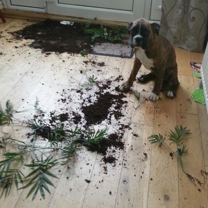 Hysterical Photos of Dogs Testing Their Owner’s Patience to the