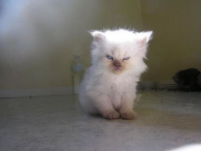 Angry Kittens Who Demand To Be Taken Seriously Right Meow