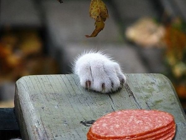 Cats That Are Master Thieves