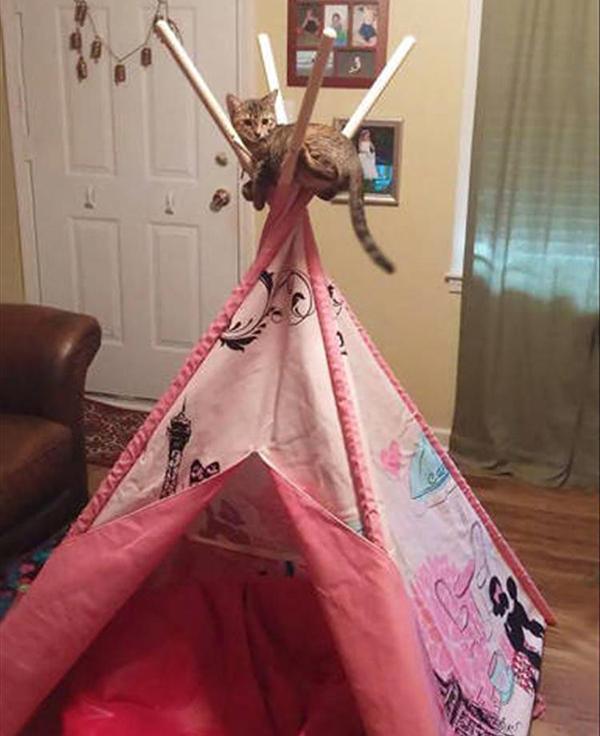 Hilarious Examples of Cat Logic