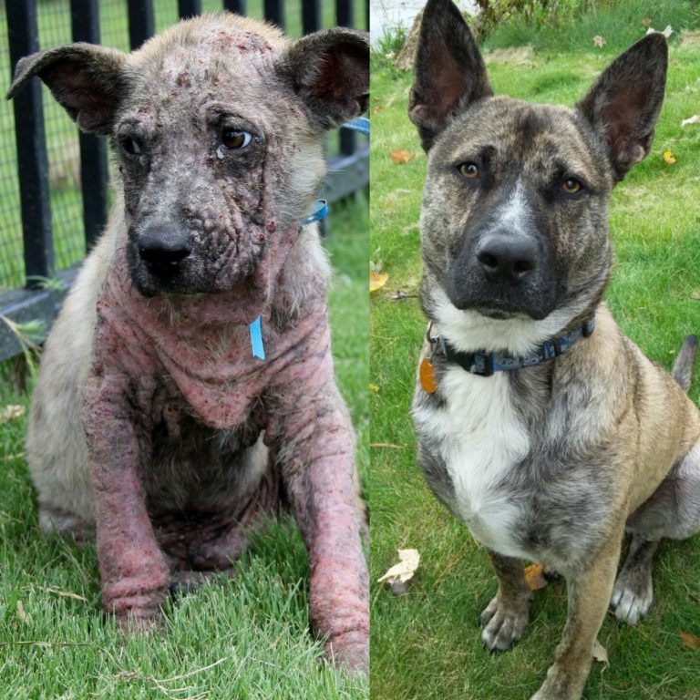 Heartwarming Transformation Of Pets Who Found Their Forever Home