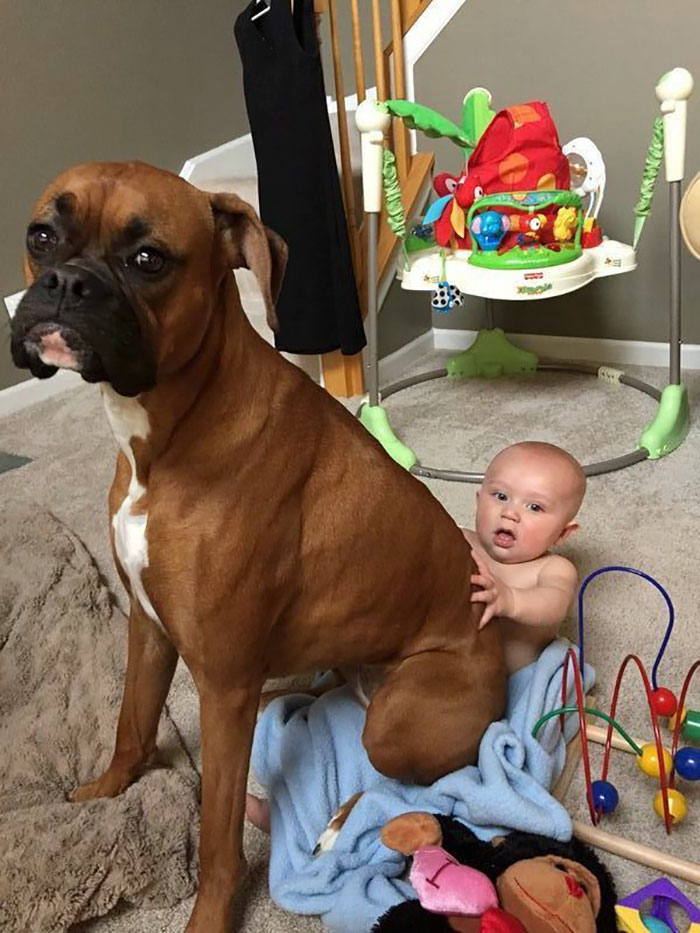 Hilarious Photos Proving Boxers Are both Weird and  Adorable