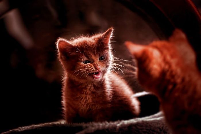 Angry Kittens Who Demand To Be Taken Seriously Right Meow