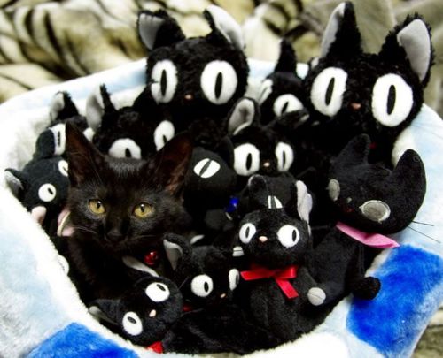 Cute Animals Side By Side With Toy Versions Of Themselves