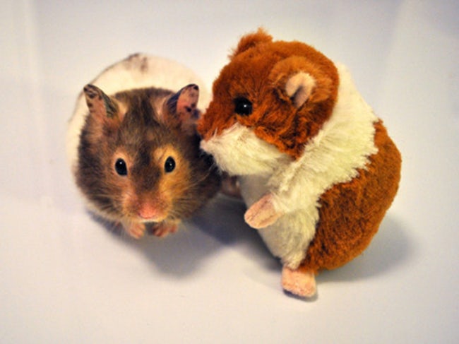 Cute Animals Side By Side With Toy Versions Of Themselves