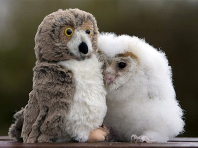 Cute Animals Side By Side With Toy Versions Of Themselves