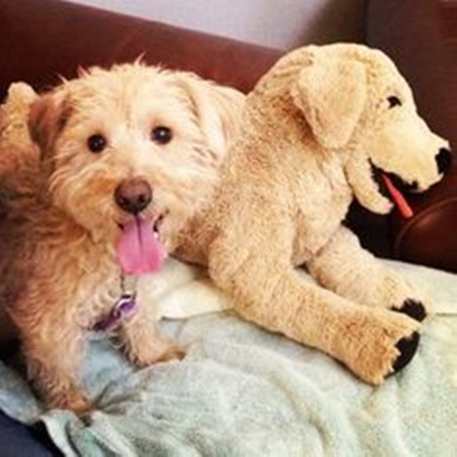 Cute Animals Side By Side With Toy Versions Of Themselves