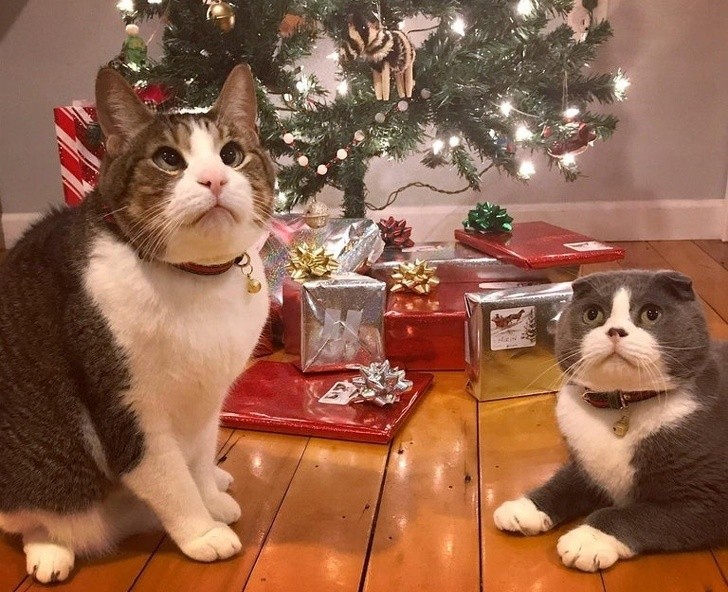 Animals With Adorable Quirks That Make Us Fall in Love With Them