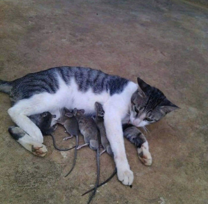 Funny Animal Expressions That tell What It’s like to be a Mother