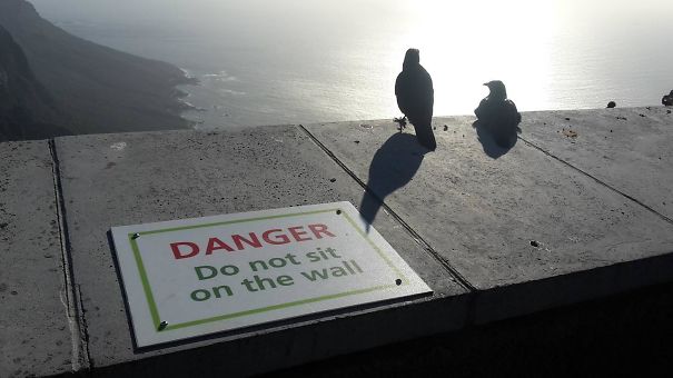 Badass Animals Who Don’t Care About Your Stupid Rules