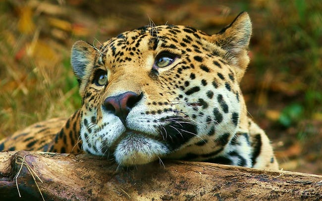 Cute Pictures of Big Cats that prove they are Like House Cats