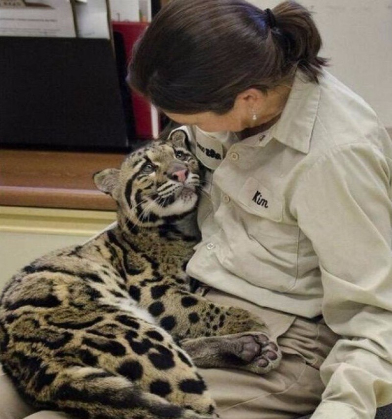 Cute Pictures of Big Cats that prove they are Like House Cats