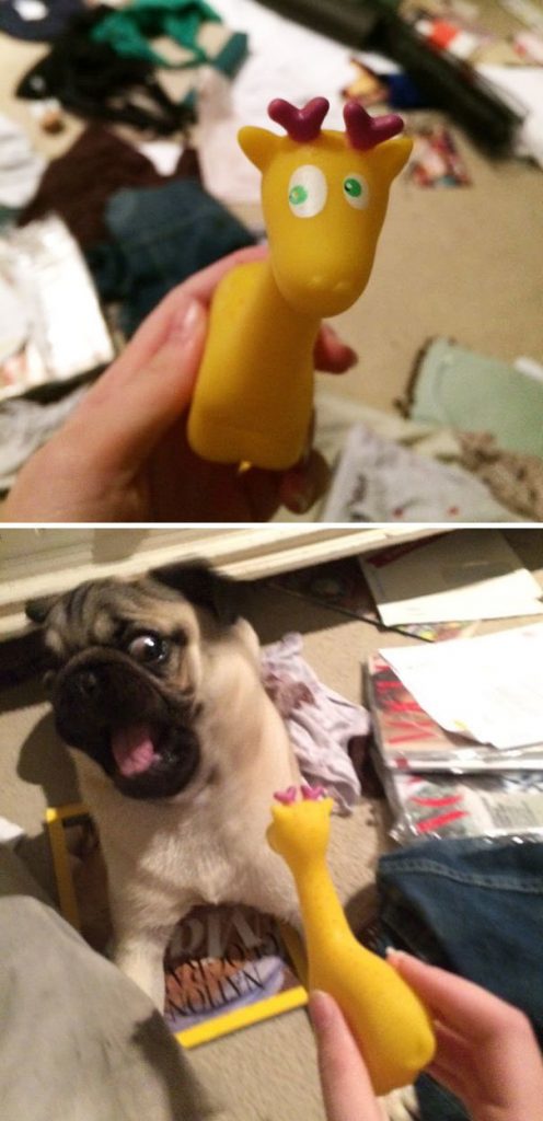 Dogs That Are Afraid Of the Most Ridiculous Things