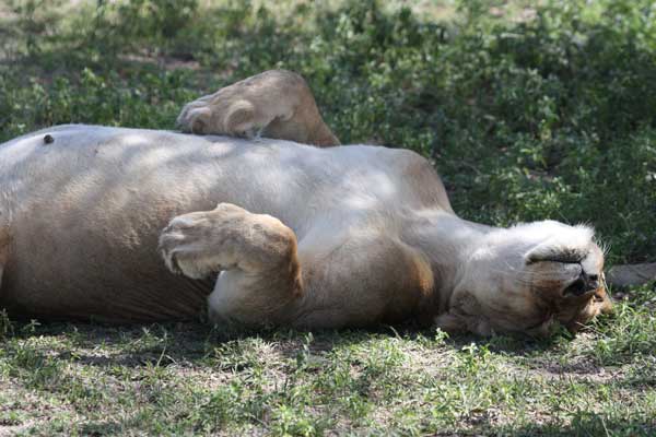 Cute Pictures of Big Cats that prove they are Like House Cats