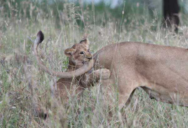 Cute Pictures of Big Cats that prove they are Like House Cats
