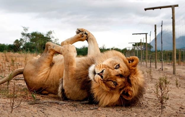 Cute Pictures of Big Cats that prove they are Like House Cats