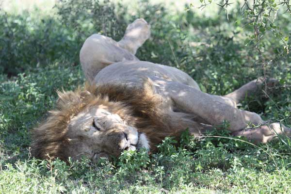 Cute Pictures of Big Cats that prove they are Like House Cats