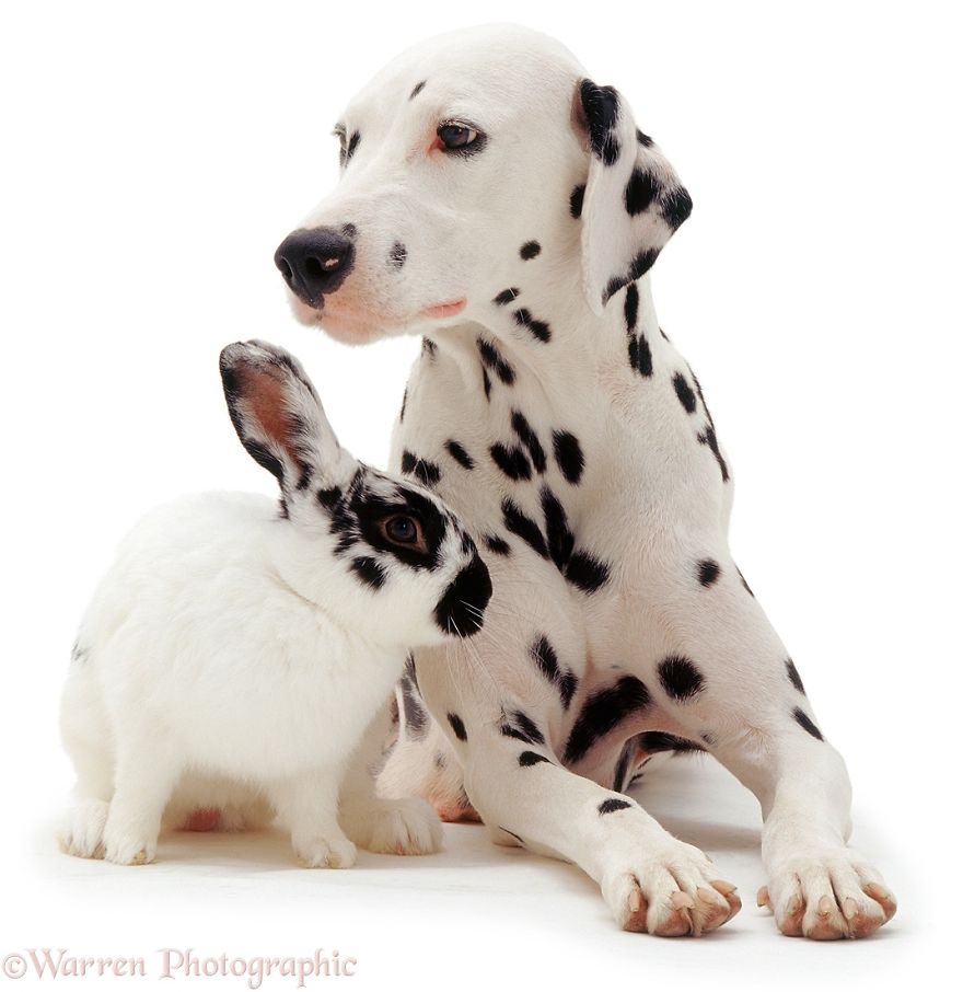Animal Brothers from Other Mothers