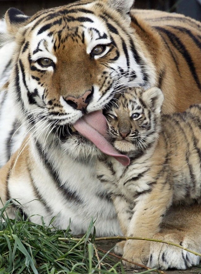 Cute Pictures of Big Cats that prove they are Like House Cats