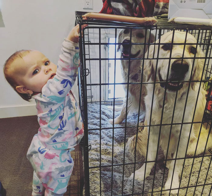 Dogs Help Toddler Escape Room So She’d Give Them Snacks