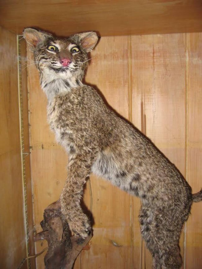 Taxidermy FAILs That Are Both Funny and Horrifying