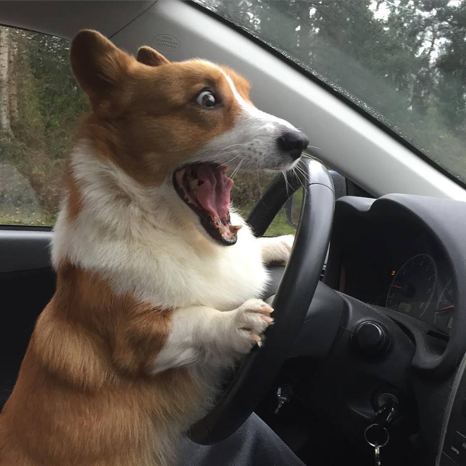 Hilariously Adorable Reasons Why the Queen Chose Corgis