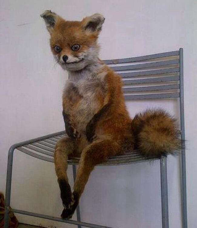 Taxidermy FAILs That Are Both Funny and Horrifying