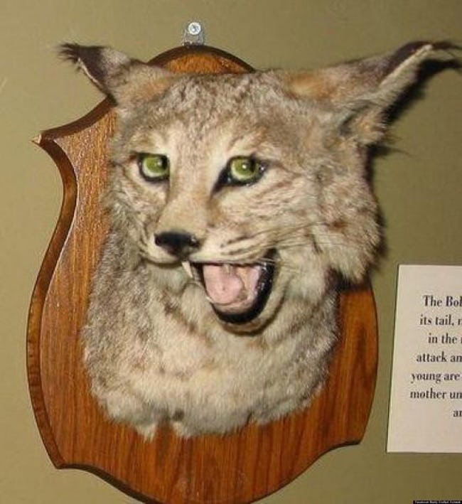 Taxidermy FAILs That Are Both Funny and Horrifying