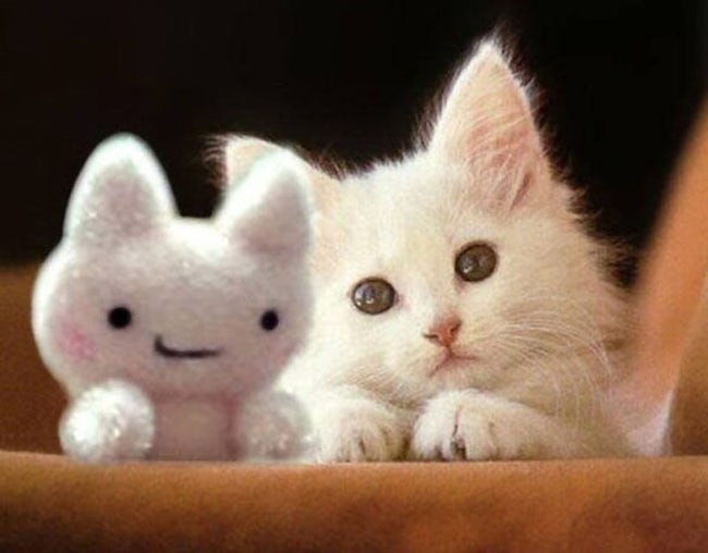 Cute Animals Side By Side With Toy Versions Of Themselves