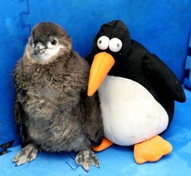 Cute Animals Side By Side With Toy Versions Of Themselves