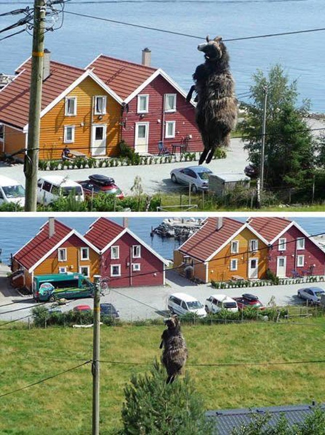 Animals that have really gotten themselves in funny situations