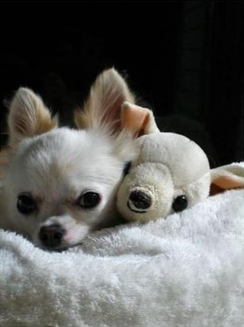 Cute Animals Side By Side With Toy Versions Of Themselves