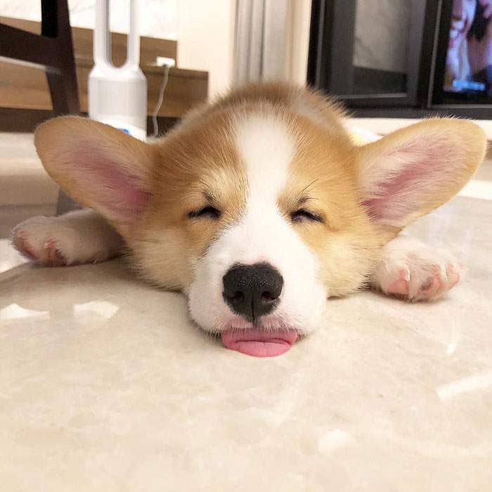 Hilariously Adorable Reasons Why the Queen Chose Corgis