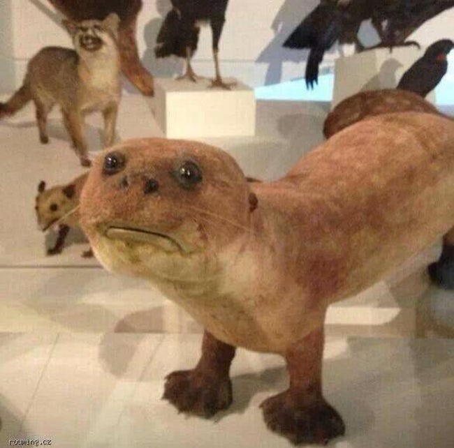 Taxidermy FAILs That Are Both Funny and Horrifying